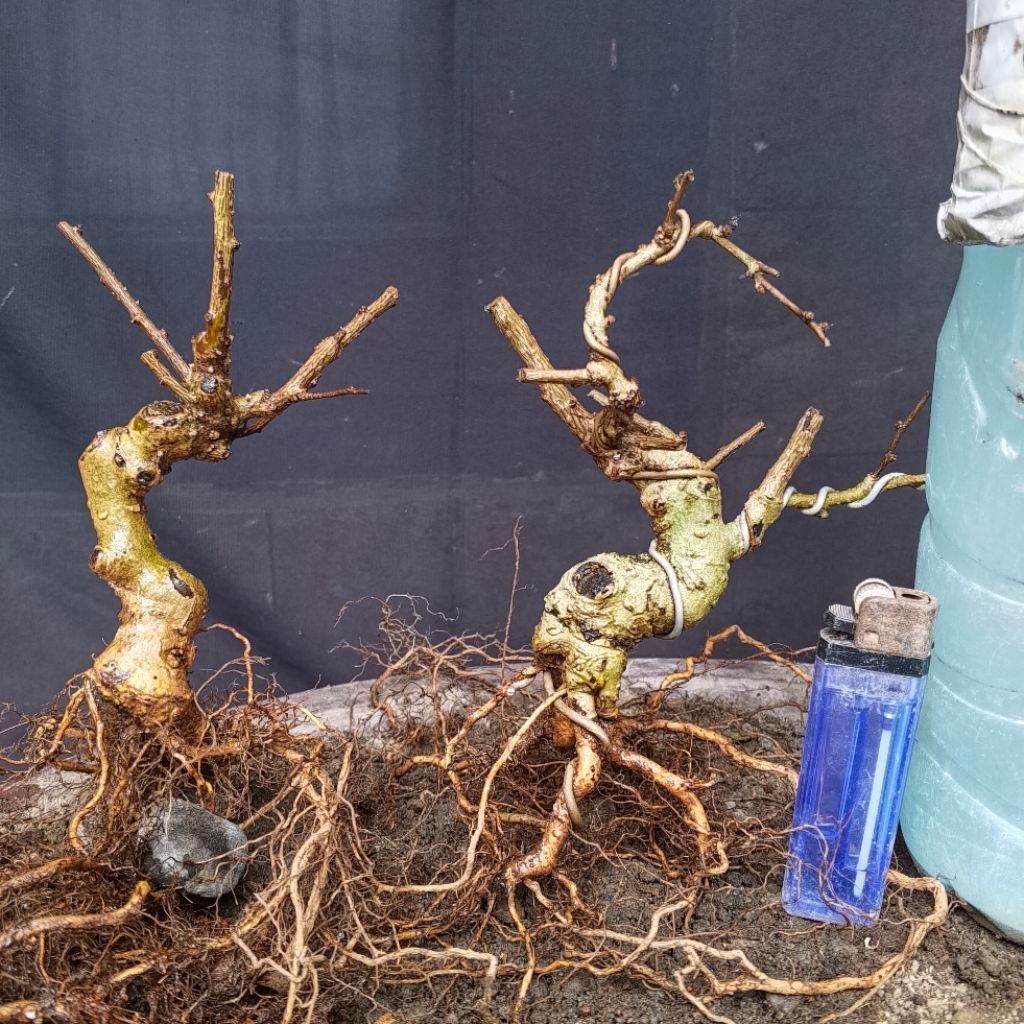 Dua Bahan Bonsai Hokianti Import Bunga Programan Formal Meliuk Mame Small Size Real Pict