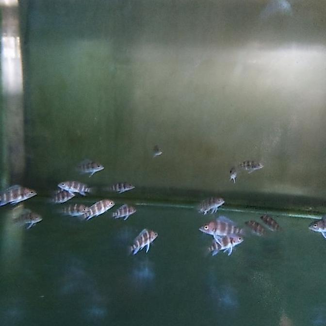 frontosa burundi cichlid frontosa