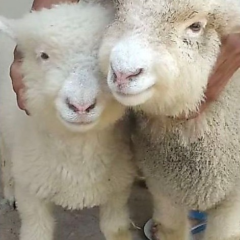 domba merino Domba Putih untuk Ternak Peternakan