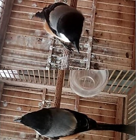 Burung cendet blangkon burung pentet Blangkon Gondorng burung cendet Madura blangkon gondorng pastol