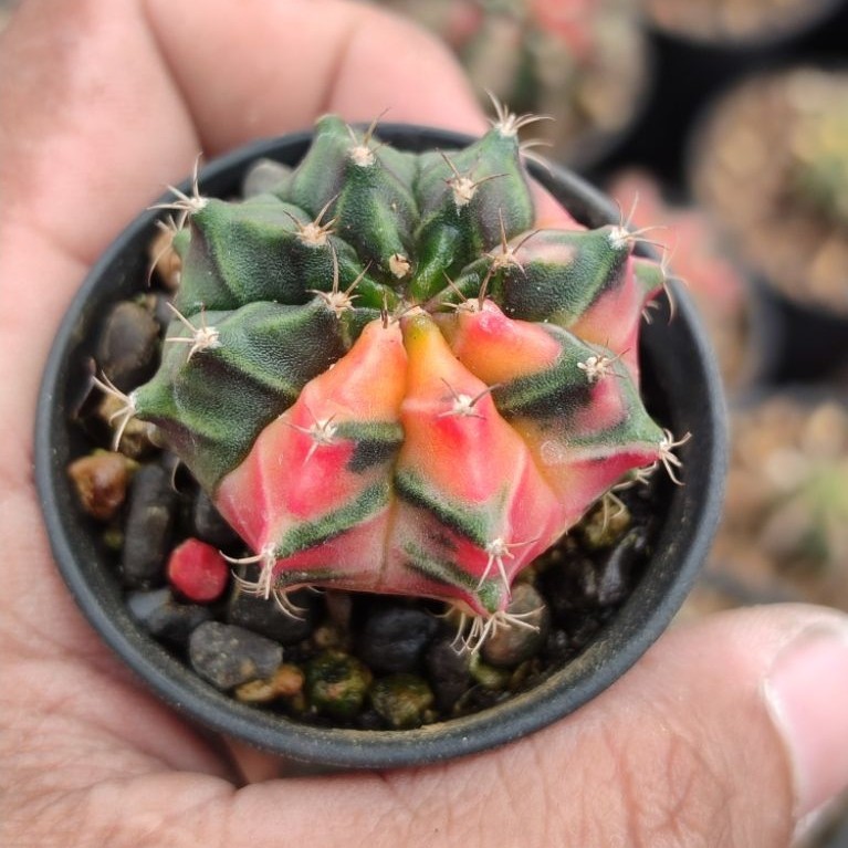 miha hybrid varigata seedling warna cakep