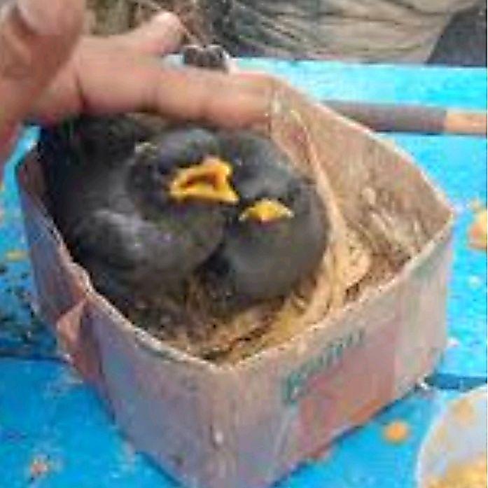 Terlariss jalak kebo Lolohan mata'putih pilihan jantan