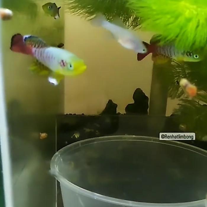 Killifish Telur Guentheri Red