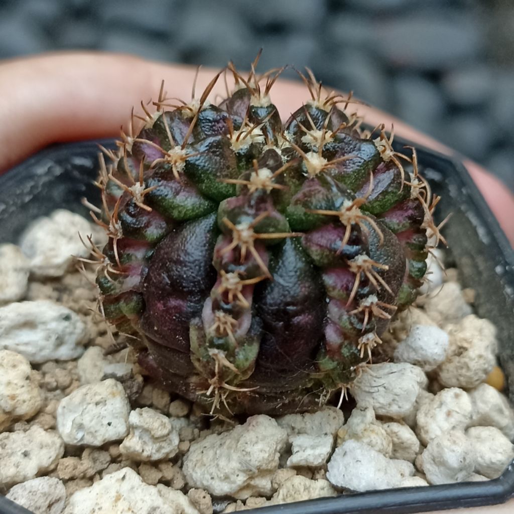 Kaktus Gymnocalycium Mihanovichii T-REx & T-Lux Hybrid Series