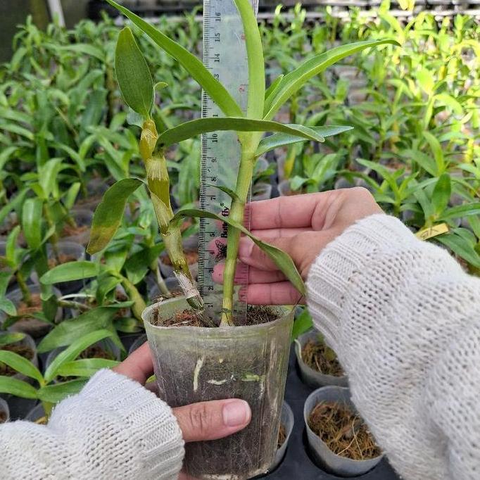 Harvest- Dendro Nobile Remaja Aneka Rna
