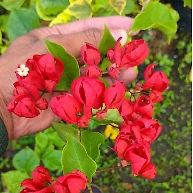 Bibit Bougenville Anggur Merah Bugenvil Import Anggur Merah