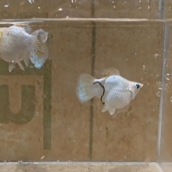 Ikan molly sakura premium indukan