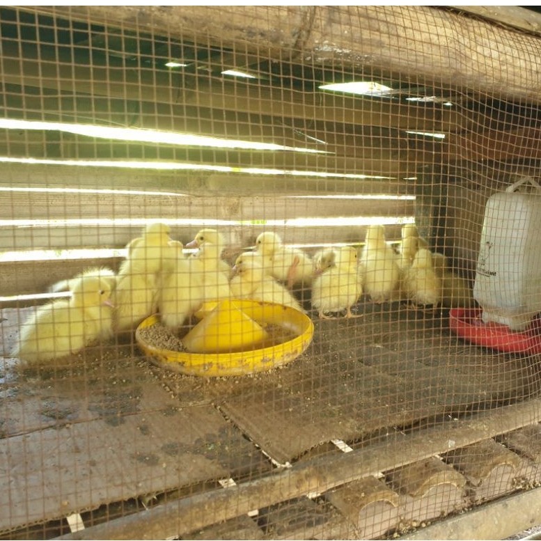 anak bebek / anak entok jb blitar kualitas terbaik