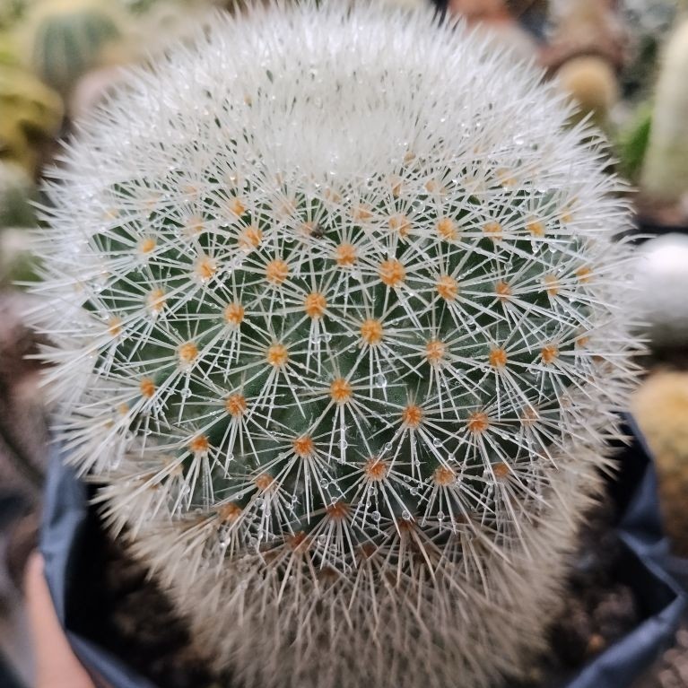 Kaktus Mammillaria import bulu putih ukuran besar iki