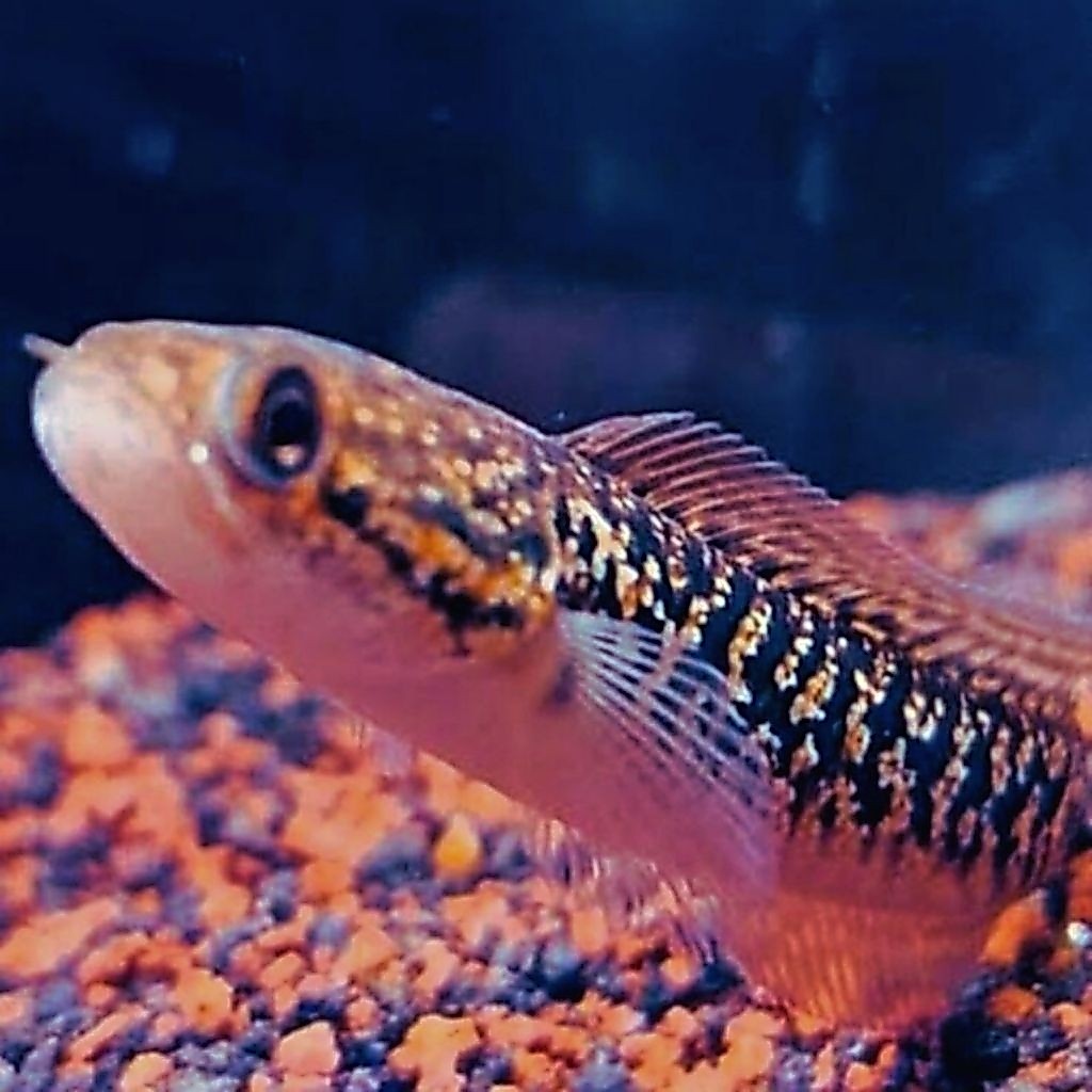 Channa Asiatica Rsp Kalimaya Kualitas