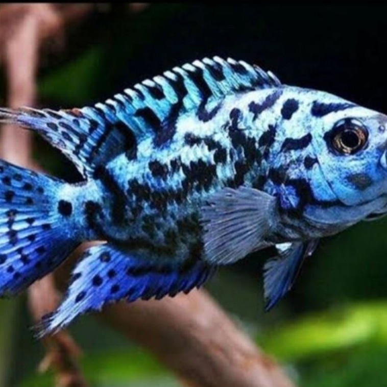 ikan hias ciclhid EBJD