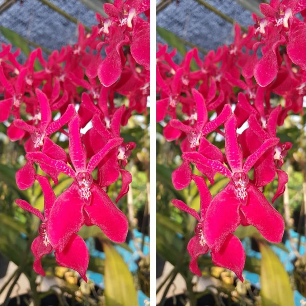 Anggrek Vanda Renanthera Bangkok Beauty Dewasa Siap Bunga [Tanaman Hias Anggrek Bunga Hidup]