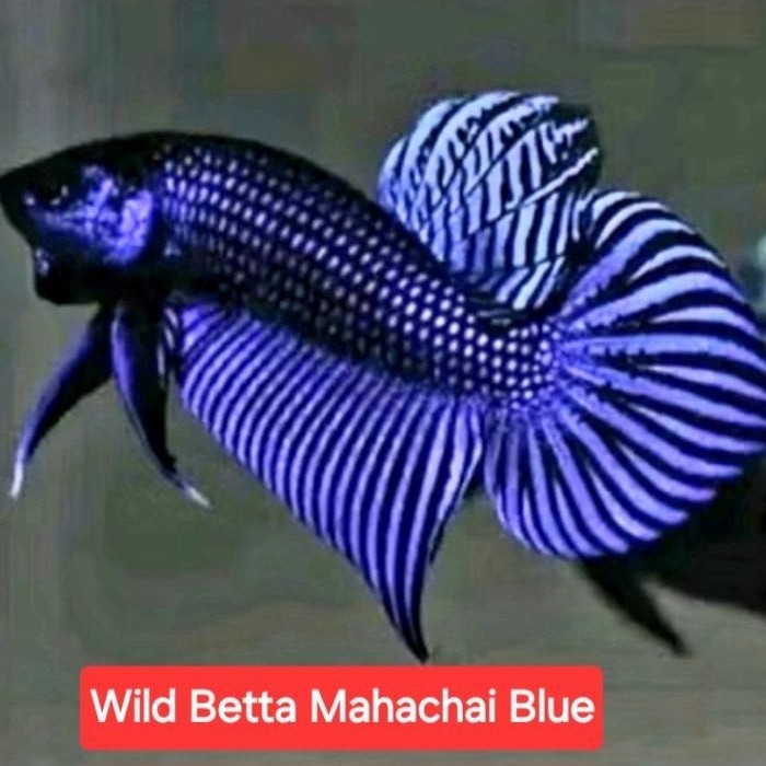 wild betta mahachai blue jantan high quality