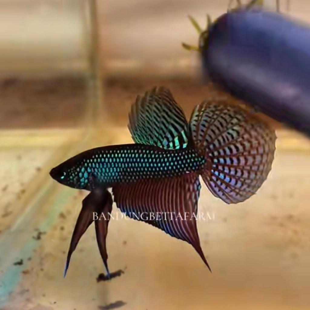 Wild Betta Smaragdina Guitar Green