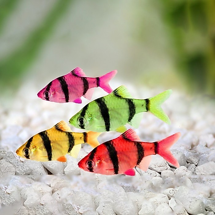Glow Barb / Tiger Barb / Sumatra Tiger