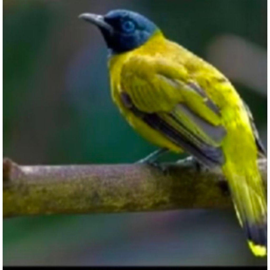 Burung kutilang sutra pilihan mulus