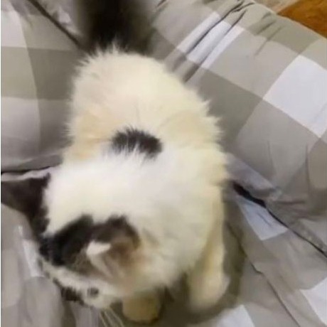 Kucing Persia medium jantan
