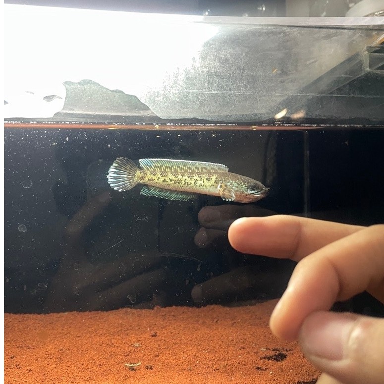 Ikan Channa Auranti 10cm