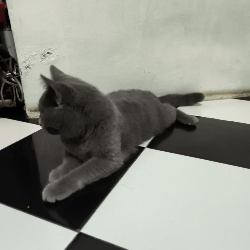 kucing BSH