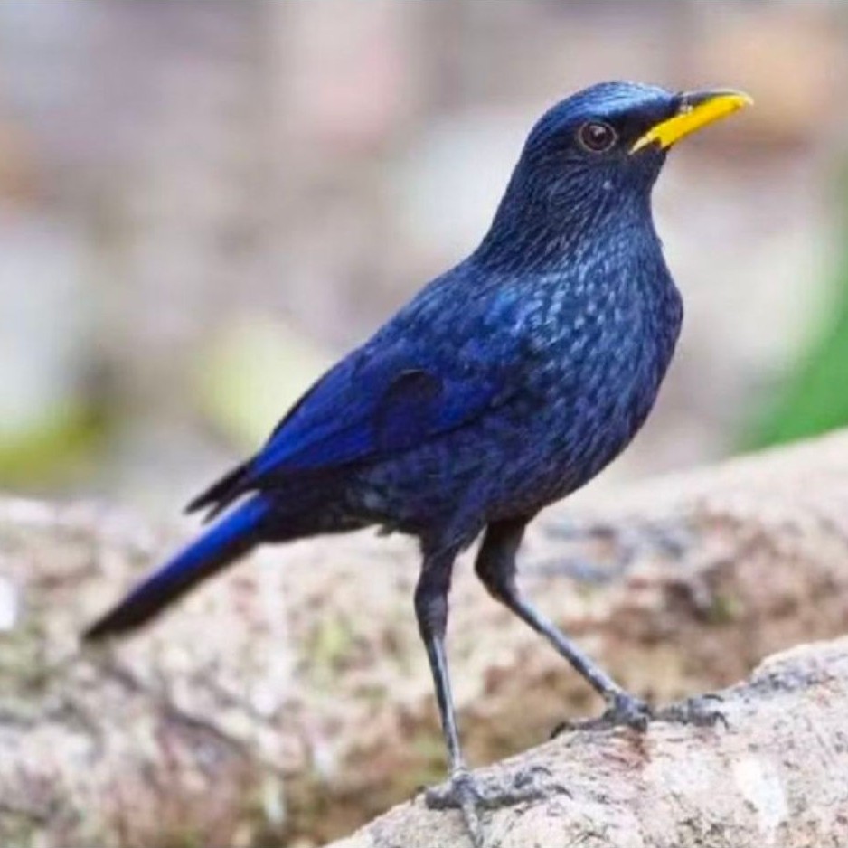 Burung ciung wanara pilihan mulus paruh gading