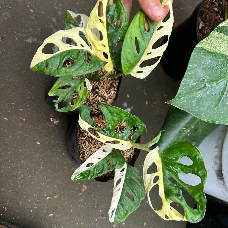 Tanaman Hias Janda Bolong Variegata Halfmoon / Janbol Jepang Varigata Halmoon / Monstera Acuminata V