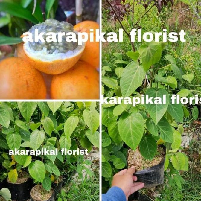 Bibit Tanaman Buah Markisa Konyal (Asli Konyal) pasi buah negeri konyal