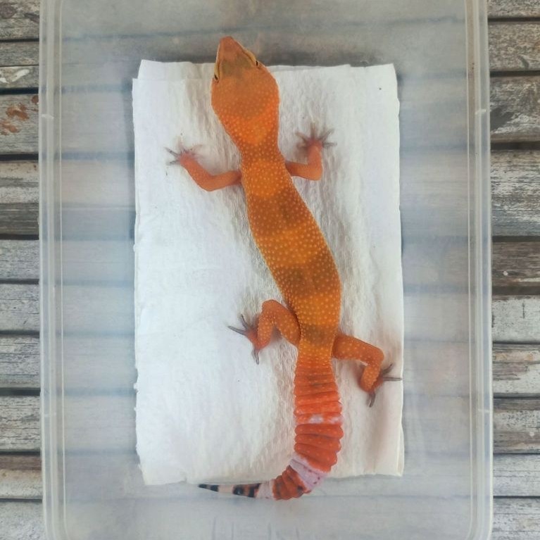 MAINAN GECKO SHTCTB ADULT SESUAI FOTO
