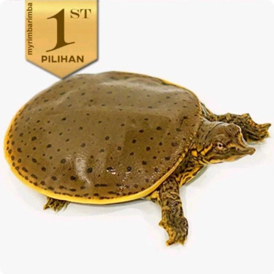 Baby Labi Labi Bulus Kura Kura Reptil Hiasan Aquarium Aquascape Paludarium