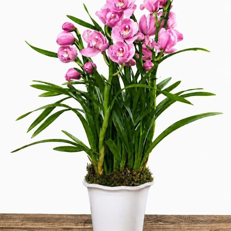 Promoo tanaman hias cymbidium - anggrek cymbidium pink galaxi