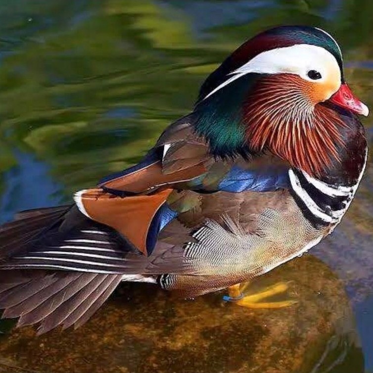 promo telur fertil bebek mandarin fertil siap ditetaskan