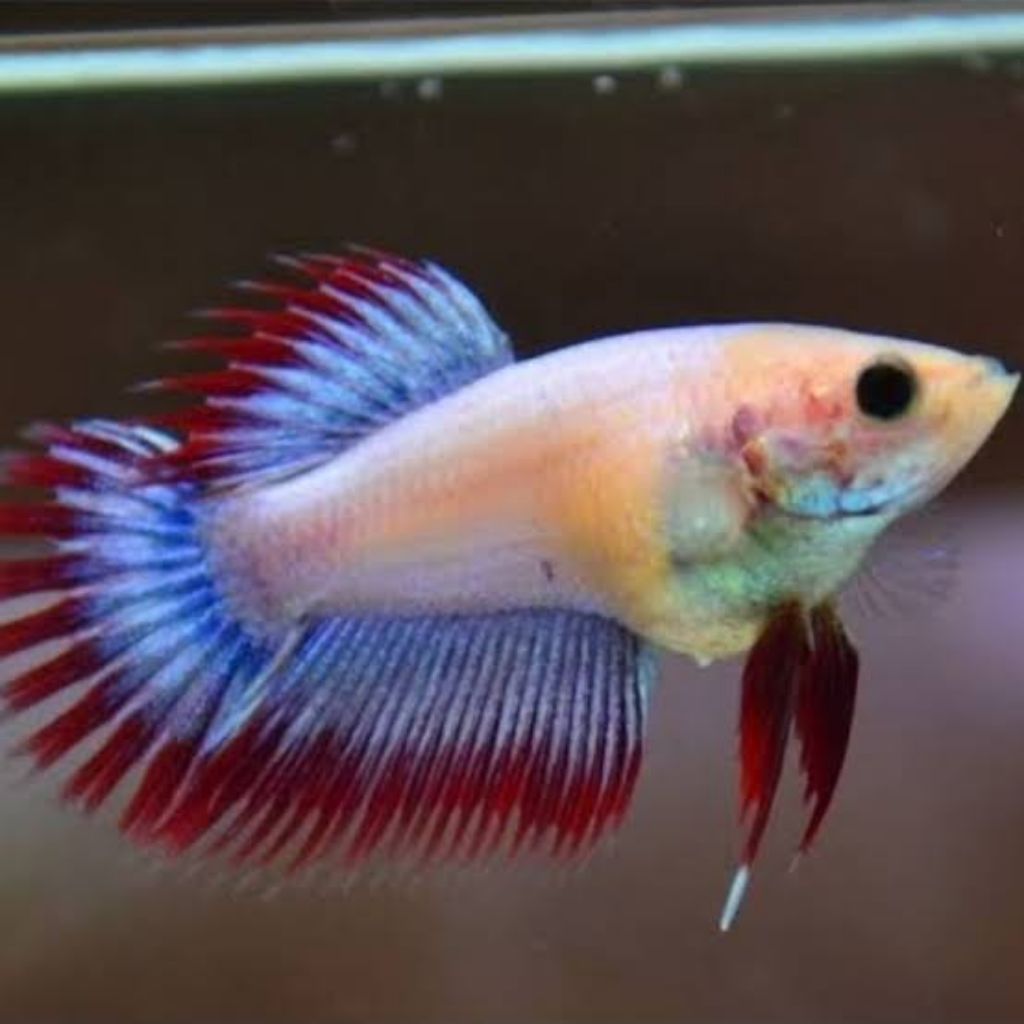 Ikan Cupang Crowtail Serit Betina Asesoris Hiasan Akuarium