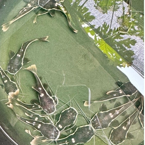 rtc cat fish 5-6cm