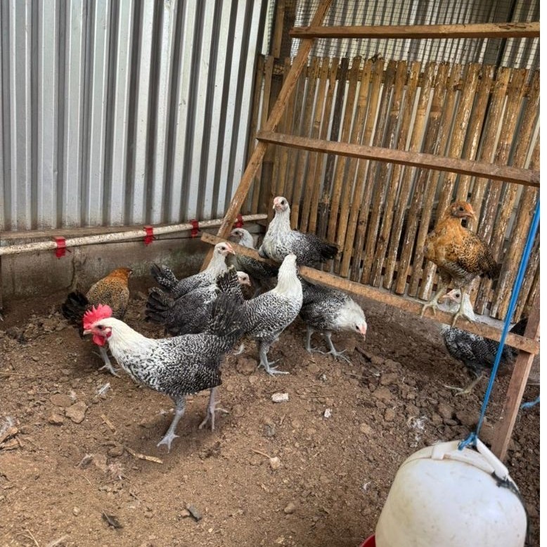 Remaja Ayam Arab Betina Jantan Indukan 5 Ekor