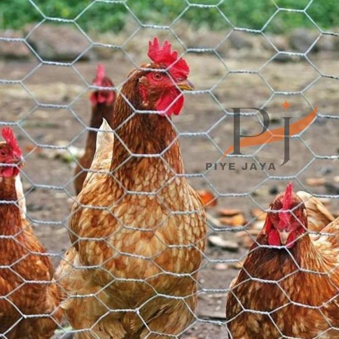Jaring Kawat Pagar Kandang Kurungan Ayam Hexagonal Galvanis Per Roll