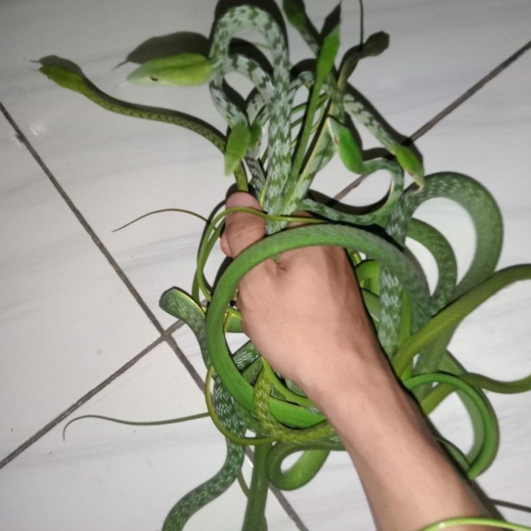 mainan anak anak ular pucuk / promo terbatas