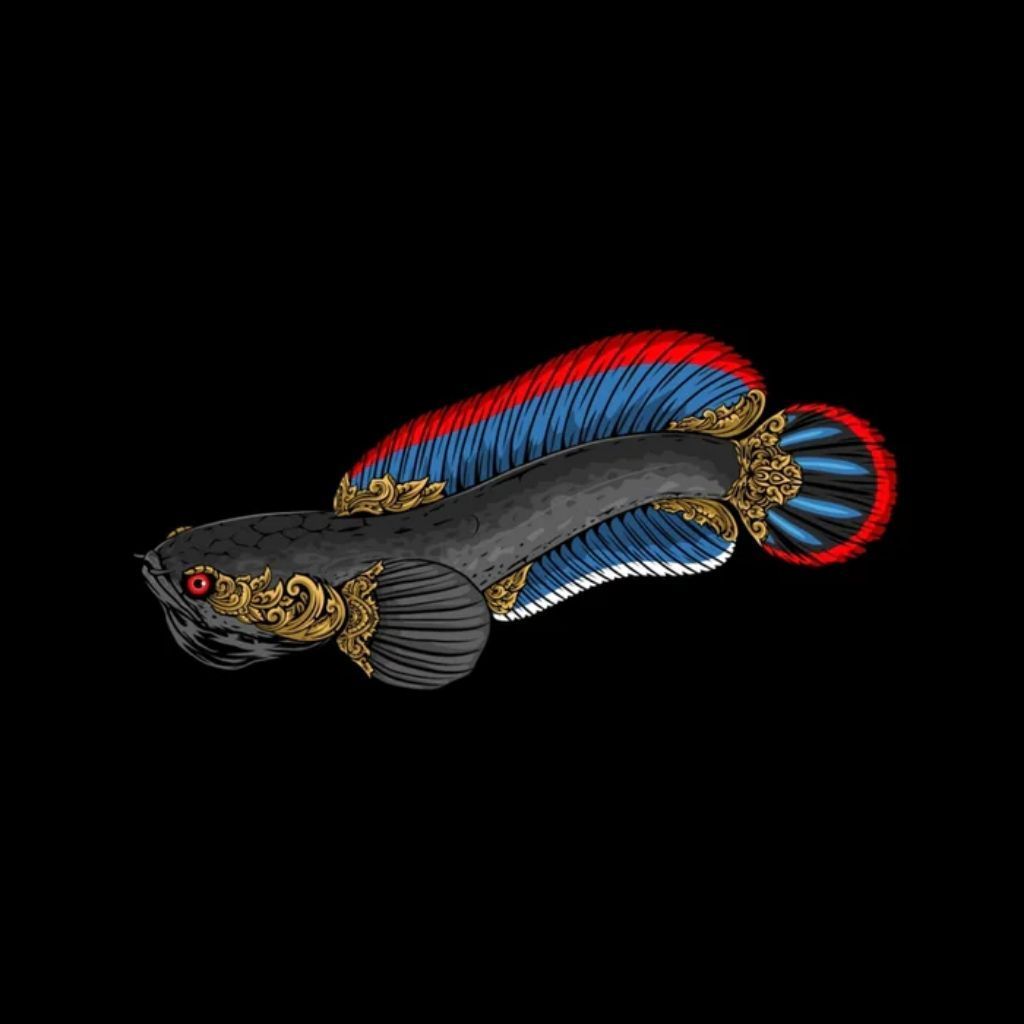 Ikan Channa limbata 7-10cm isi 2