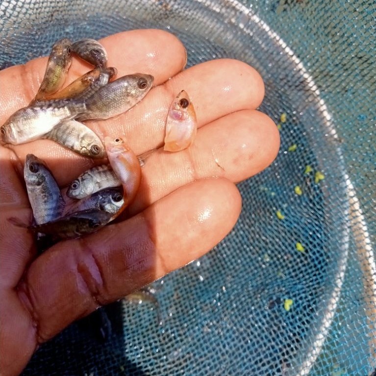 tanamanbibit nila kekar size kuku 50ekor