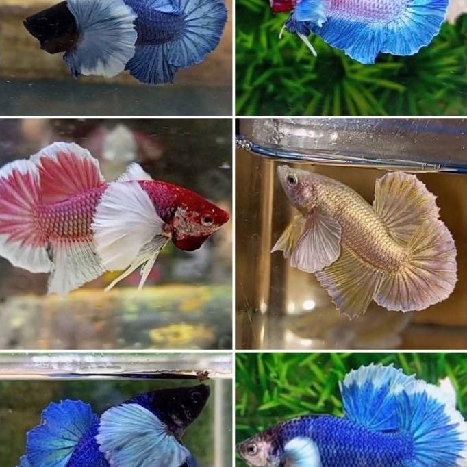 hiasan aquarium cupang dumbo ear all series