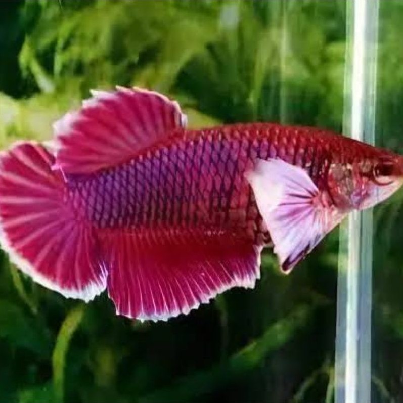 Ikan Cupang Betina Plakat Dumbo Ear / Big Ear Female