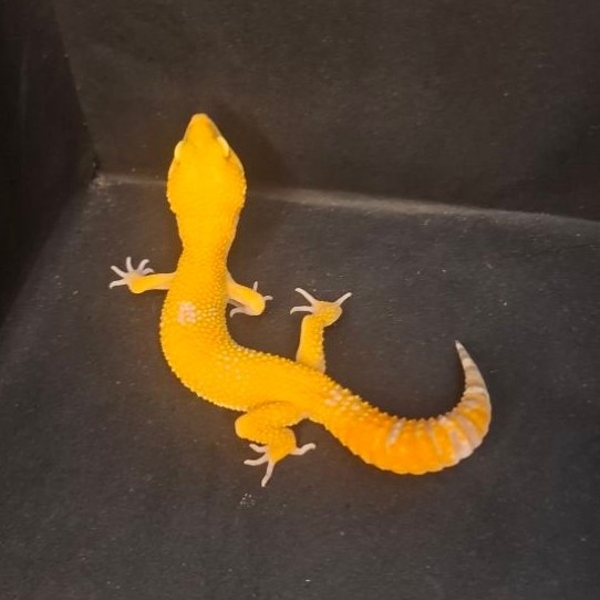 Leopard Gecko Female - Sunglow - Usia Juve Betina Sehat Mulus HG015