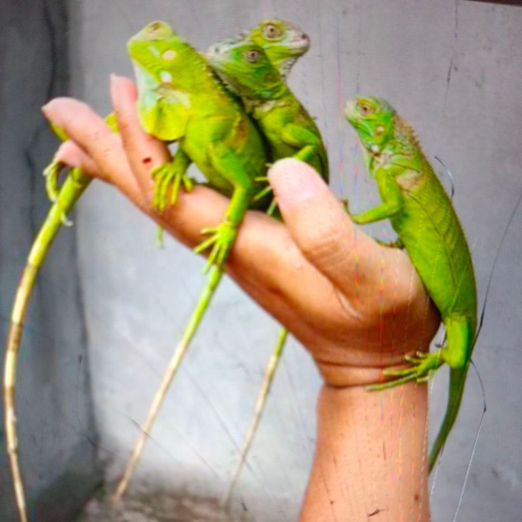 Green Iguana