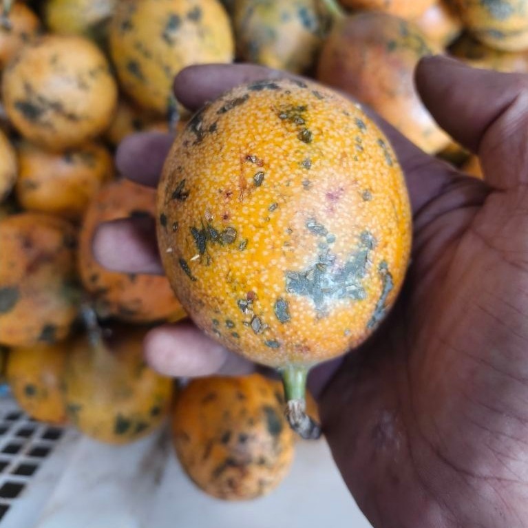 konyal perkilo