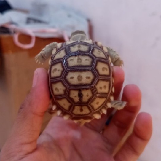 sulcata