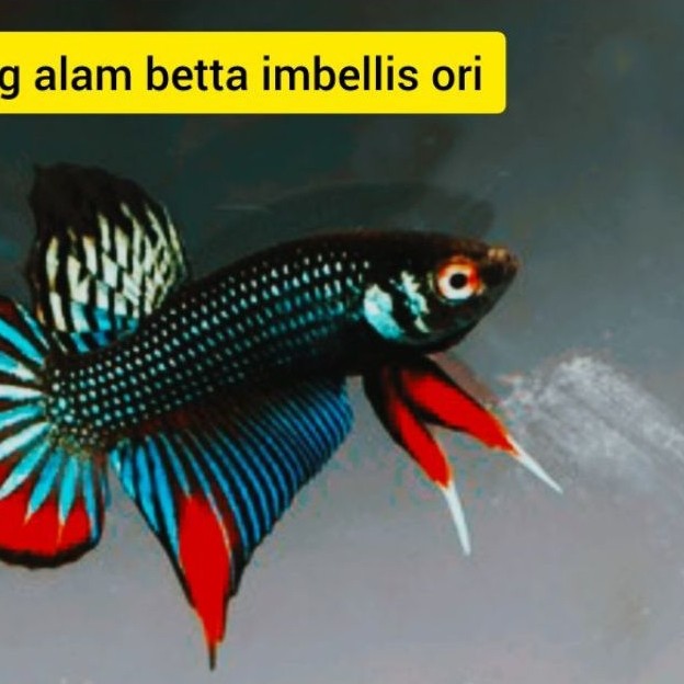 cupang alam betta imbelis pasang 3 jantan 2betina