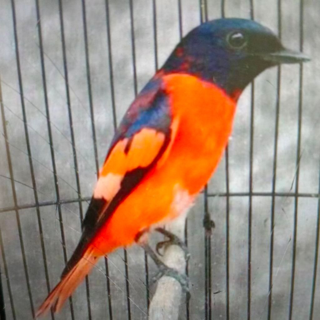 Burung Mantenan