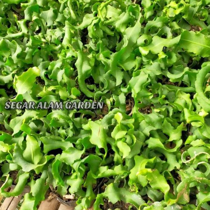 Flower- Paket 6 Jenis Bibit Bunga Wijaya Kusuma - Bunga Wijaya Kusuma Tanaman