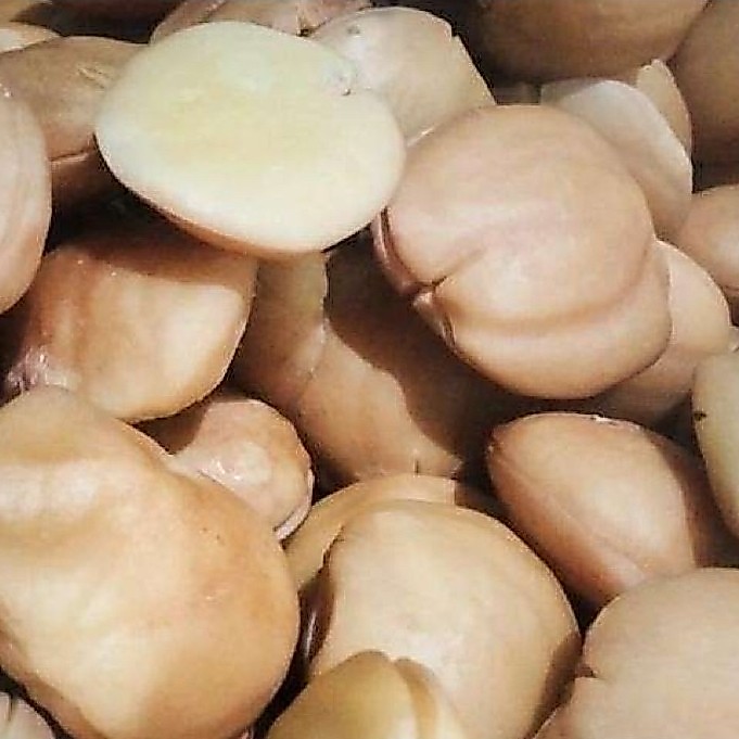 jengkol rebus