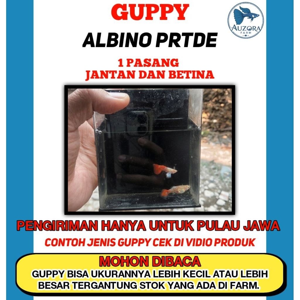 HIASAN AQUASCAPE (1 PASANG) GUPPY ALBINO PRTDE SIZE INDUK BESAR