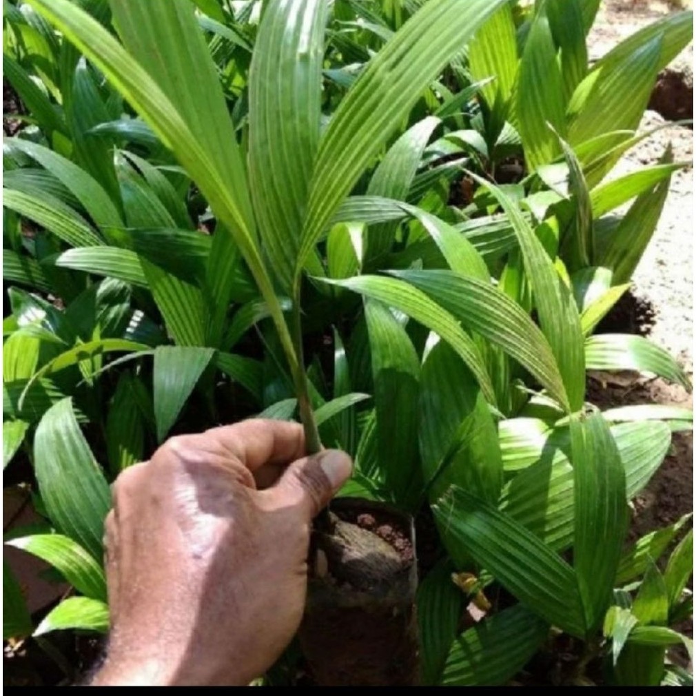 Bibit pinang Unggul Asli Pinang Hibrida Buah lebat Pohon  Pendek Bibit Pinang Hibrida