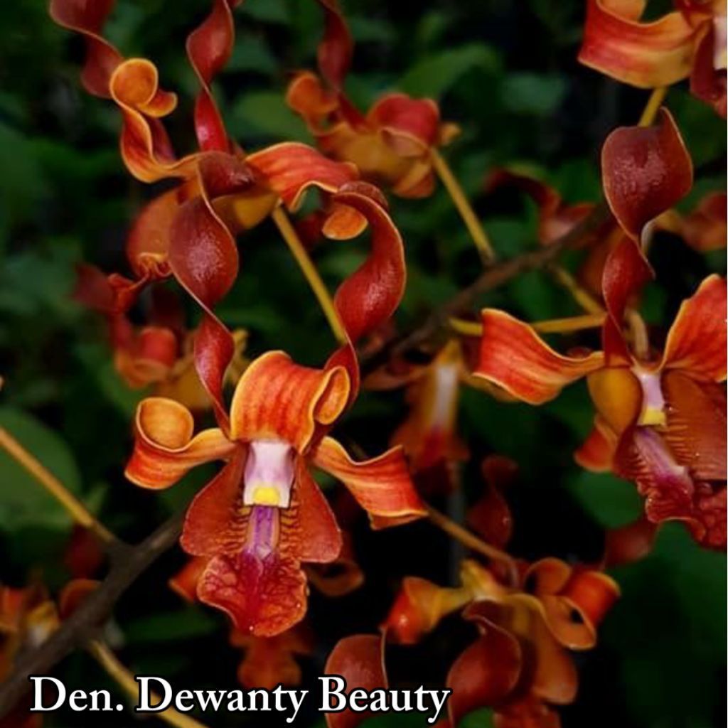 Anggrek Dendrobium Keriting Dewanty Beauty Tanaman Hias Anggrek Dendrobium Keriting
